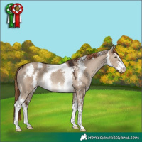 Horse Color:Liver Red Dun Sabino Rabicano