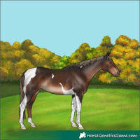 Horse Color:Liver Chestnut Tobiano 