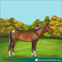 Horse Color:Chocolate Palomino Tobiano 