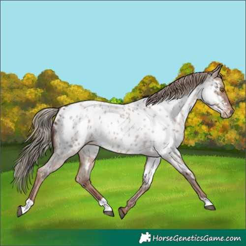 Horse Color:Liver Red Dun Roan Appaloosa Rabicano 