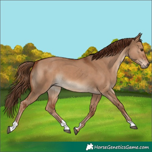 Horse Color:Red Dun 