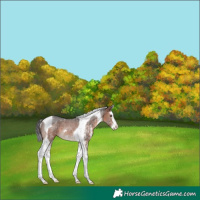 Horse Color:Brown Sabino Splash Tobiano Rabicano 