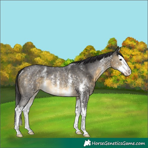 Horse Color:Buckskin Sabino Splash Rabicano 
