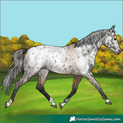 Horse Color:Grullo Near Leopard  and Gray Bay Dun Blanket 
