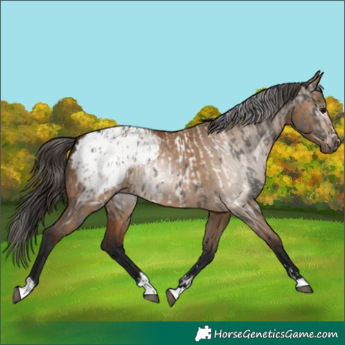 Horse Color:Grullo Appaloosa  and Gray Bay Dun Appaloosa 