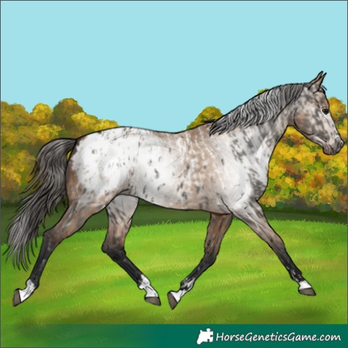 Horse Color:Grullo Appaloosa  and Gray Bay Dun Appaloosa 