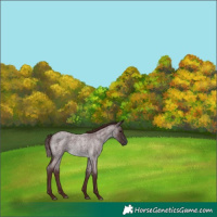 Horse Color:Gray Platinum Chocolate Buckskin Roan
