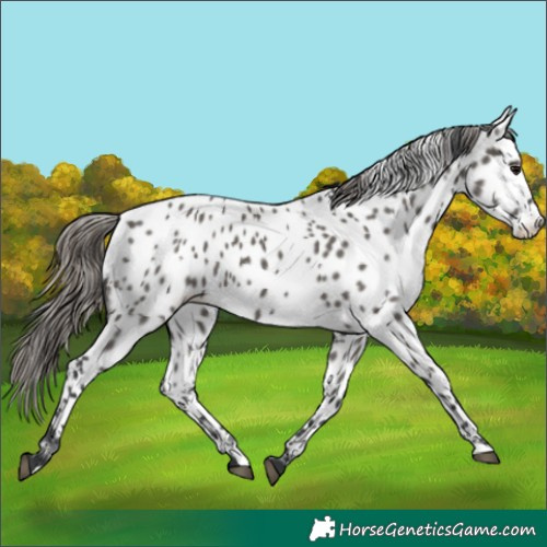 Horse Color:Grullo Appaloosa 