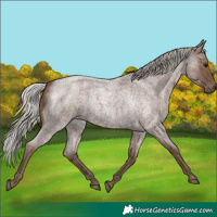 Horse Color:Silver Blue Roan 