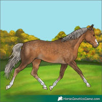 Horse Color:Chocolate Palomino 
