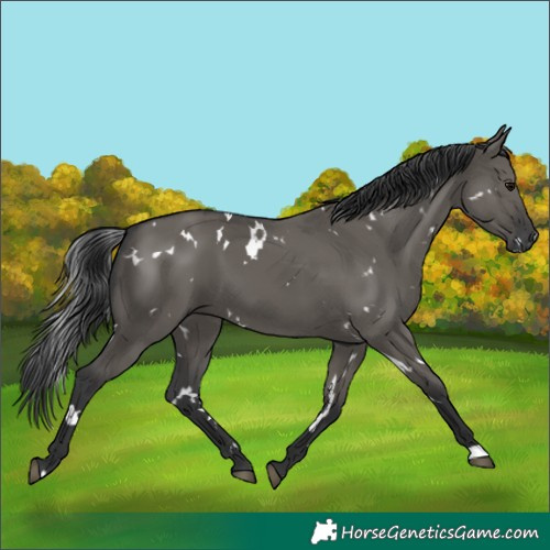 Horse Color:White Spotted Grullo