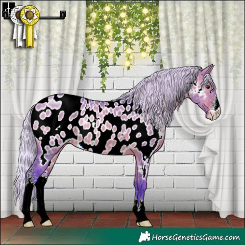 Horse Color:Watercolor Silver Bay Dun Sabino Appaloosa 