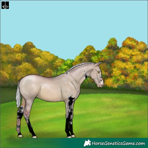 Horse Color:Watercolor Silver Bay Pearl Dun Sabino