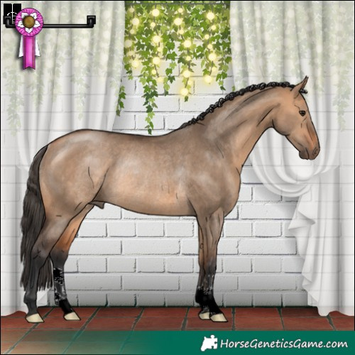 Horse Color:Bay Dun Rabicano 