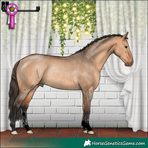 Horse Color:Bay Dun Rabicano 