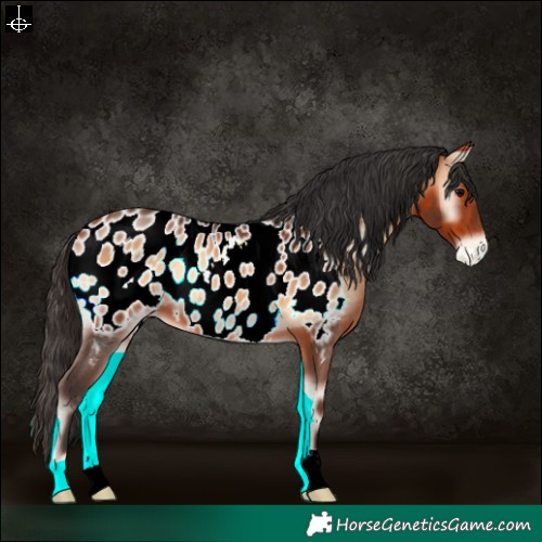 Horse Color:Bay Onyx Near Leopard 