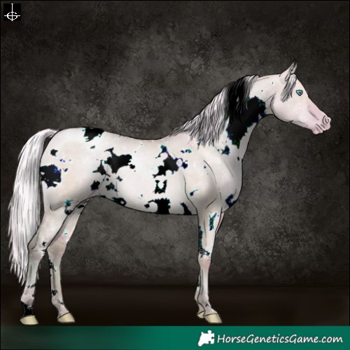 Horse Color:Watercolor White Spotted Silver Buckskin Pearl Dun Snowflake Varnish 