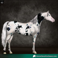 Horse Color:Watercolor White Spotted Silver Buckskin Pearl Dun Appaloosa 