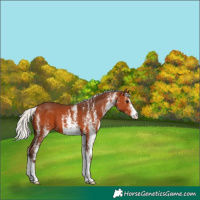 Horse Color:White Spotted Silver Bay