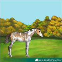 Horse Color:White Spotted Buckskin 