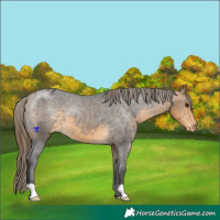 Horse Color:Buckskin Appaloosa 