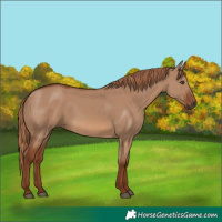 Horse Color:Red Dun Rabicano