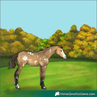 Horse Color:White Spotted Buckskin Dun Sabino