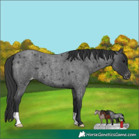 Horse Color:Blue Roan Appaloosa 