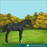 Horse Color:Black Appaloosa 