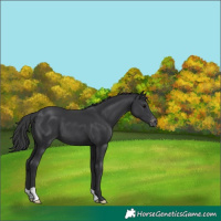 Horse Color:Black Appaloosa