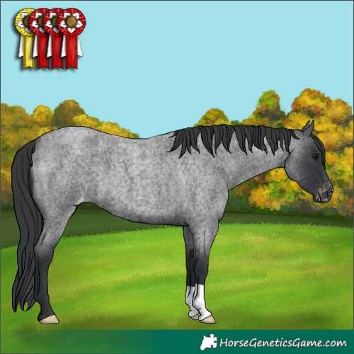 Horse Color:Blue Roan Appaloosa 