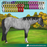 Horse Color:Blue Roan Varnish 