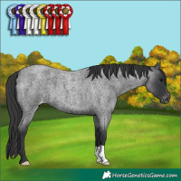 Horse Color:Blue Roan Appaloosa