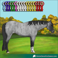Horse Color:Blue Roan Appaloosa