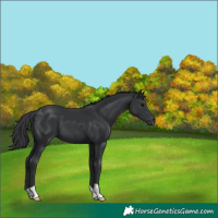 Horse Color:Black 