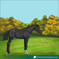 Horse Color:Black 