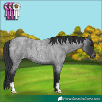 Horse Color:Blue Roan Appaloosa