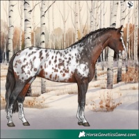 Horse Color:Bay Sabino Splash Near Leopard  and Bay Sabino Splash Near Leopard 