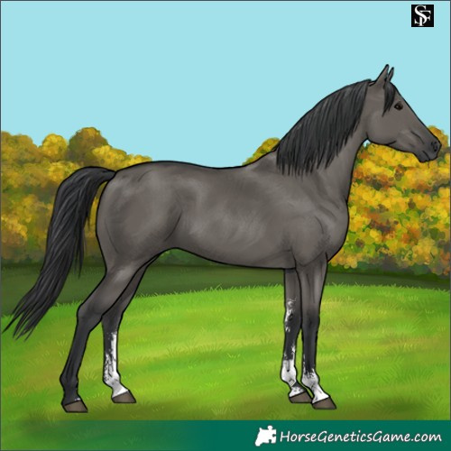 Horse Color:Grullo Sabino Rabicano