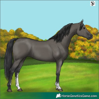 Horse Color:Grullo Sabino Rabicano 