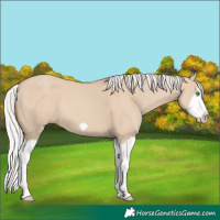 Horse Color:Silver Classic Champagne Dun Splash Frame 