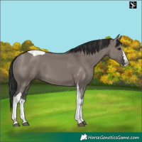 Horse Color:Grullo Splash Tobiano 