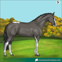 Horse Color:Grullo Splash Tobiano