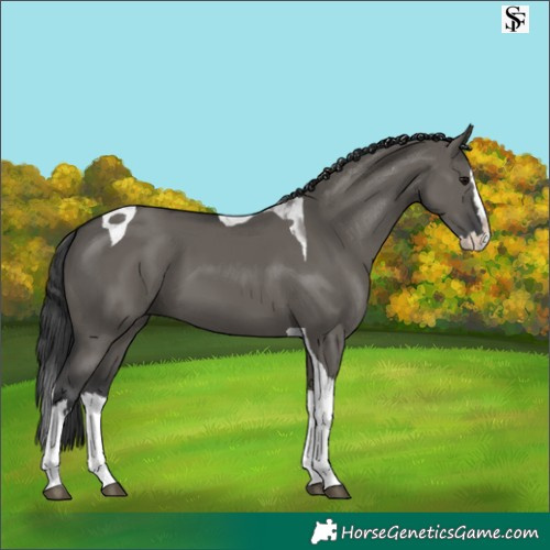 Horse Color:Grullo Splash Tobiano 