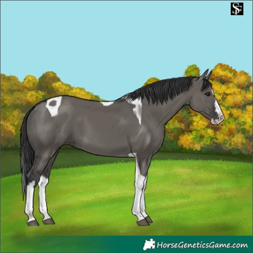 Horse Color:Grullo Splash Tobiano