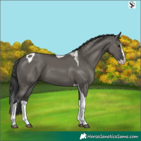 Horse Color:Grullo Splash Tobiano 