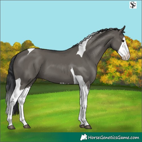 Horse Color:Grullo Splash Tobiano