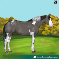 Horse Color:Grullo Splash Tobiano 