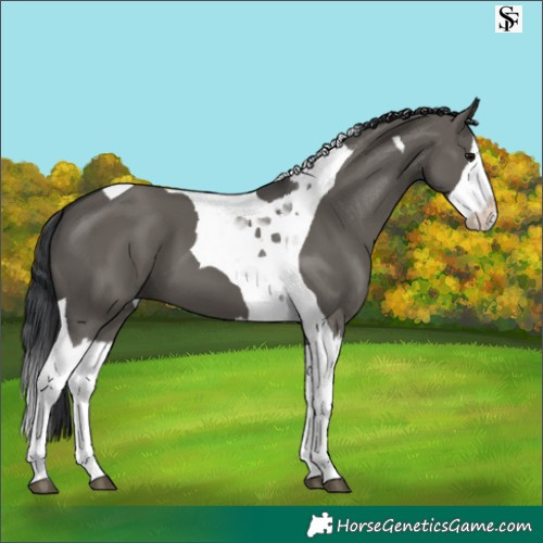 Horse Color:Grullo Splash Tobiano 