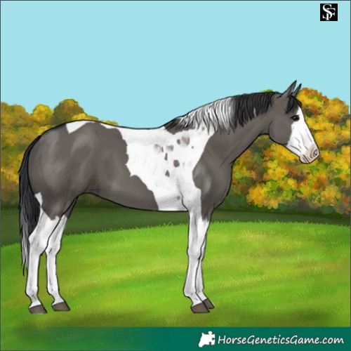 Horse Color:Grullo Splash Tobiano